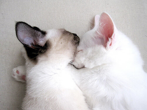 银箭与橙刃的缠斗，诺里斯于鏖战中关键制胜