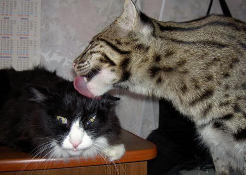 死神与神射手,欧文末节连斩17分,篮网鏖战力克雄鹿