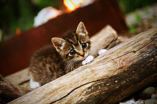 链条、锋芒与裂缝，国际米兰的战术束缚与迪马利亚的破局手术
