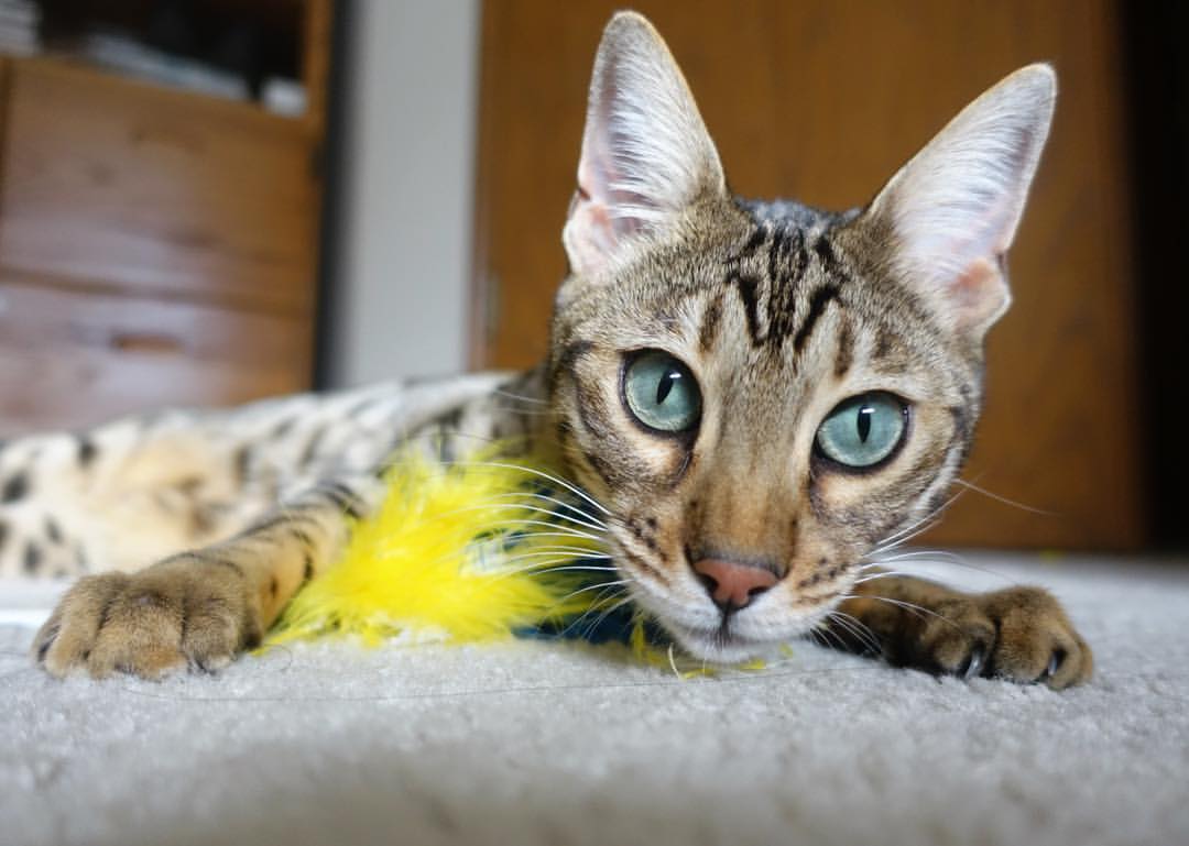 唯一性,月光、十二码点与无声的枪—德文·拉文的决定性一瞬