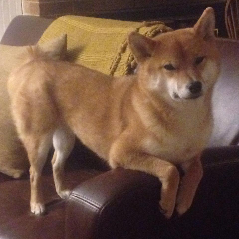 当桑巴舞者穿上红绿战袍,一场改写足球地理的北半球南美战争