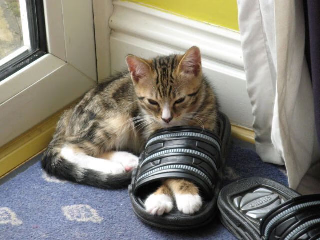 开云体育APP下载-从都灵到曼彻斯特，两种胜利，同一足球真理