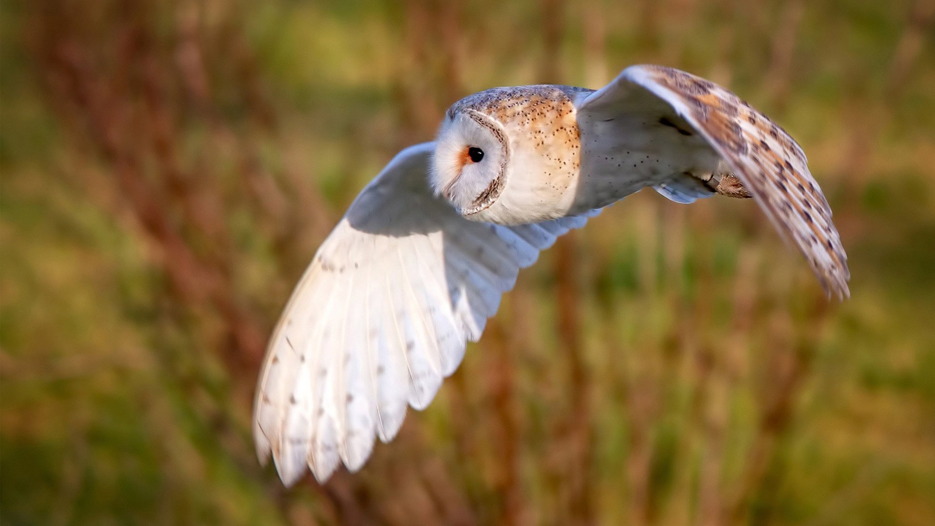 当蝴蝶掀翻桑巴鼓点，一场由哥斯达黎加与若日尼奥共同书写的秩序颠覆诗