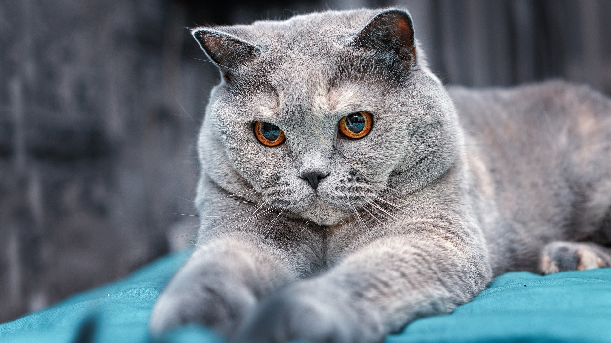 NBA季后赛焦点战，黄蜂绝杀吉林队，跨联盟对决引爆全球篮球热议