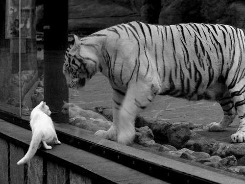 铁闸阿尔瓦雷斯与尤文式收割，一场改写安哥拉足球认知的战术完胜