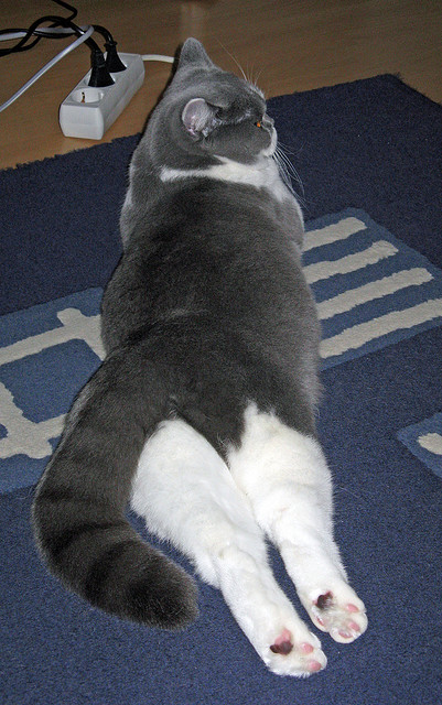 开云sport-摩洛哥对阵苏格兰，贝林厄姆与北非飓风的冰火之战